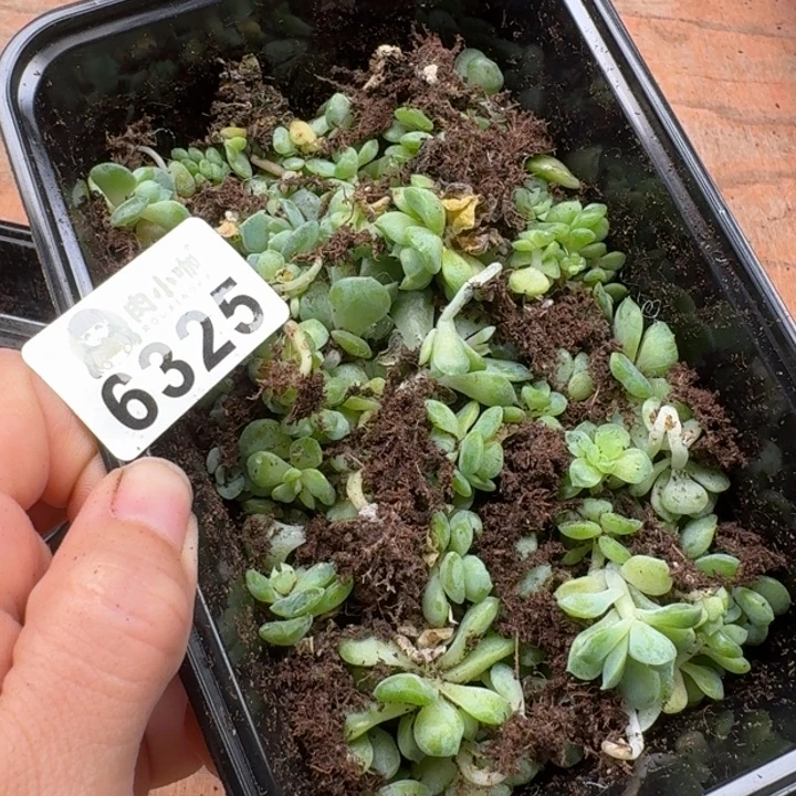 月***凉多肉植物多肉植物