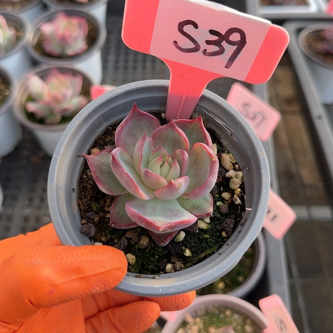 素***~S39惊鸿单头多肉