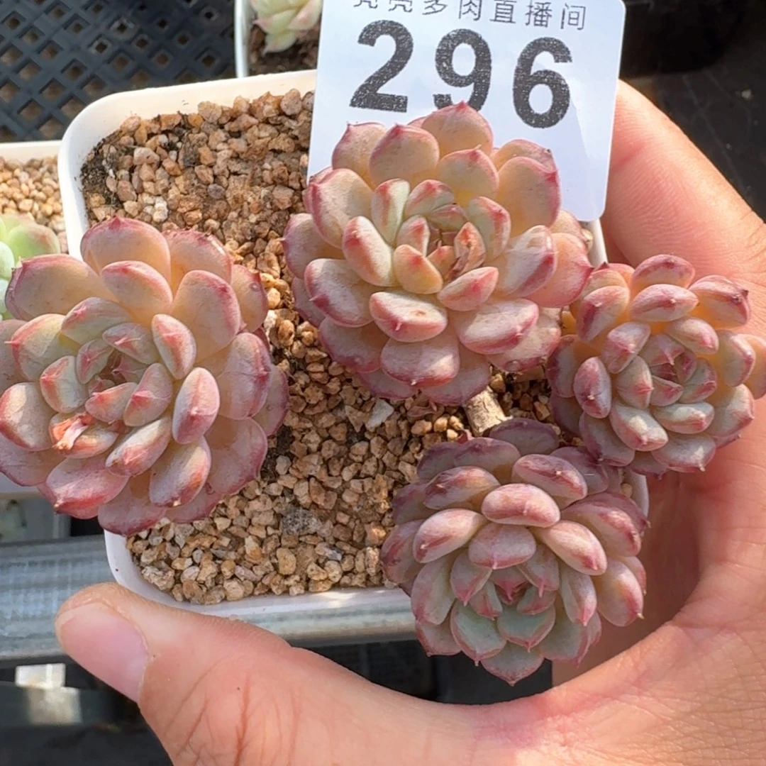 孤品老桩            多肉植物