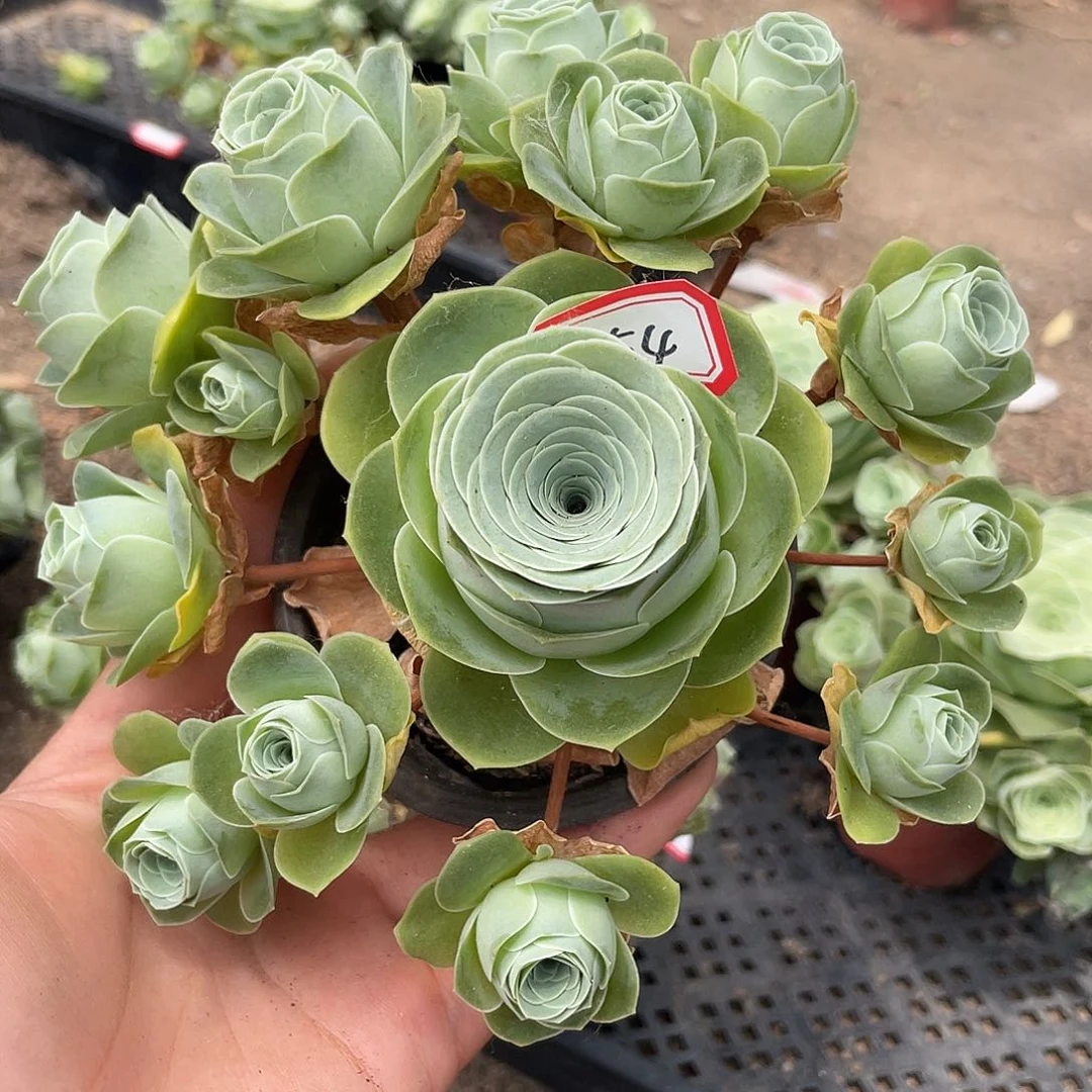 山地玫瑰不售后 754