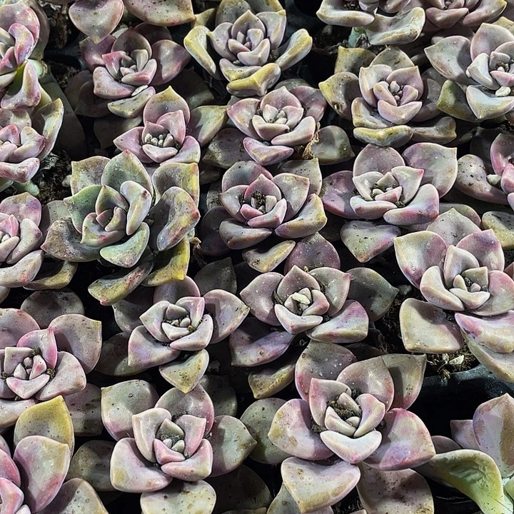 小紫乐1元带土发货