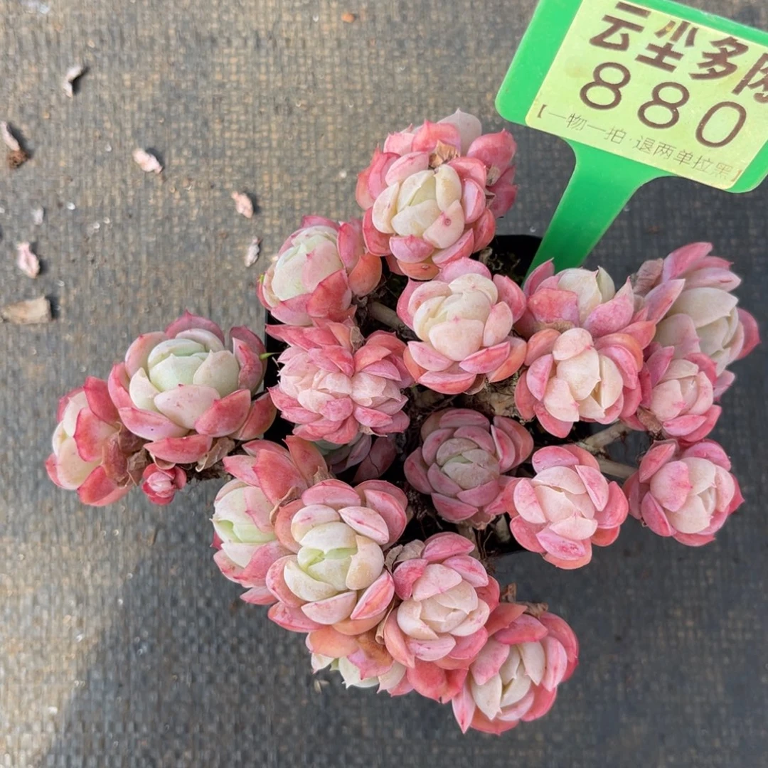 云尘多肉一物一拍880