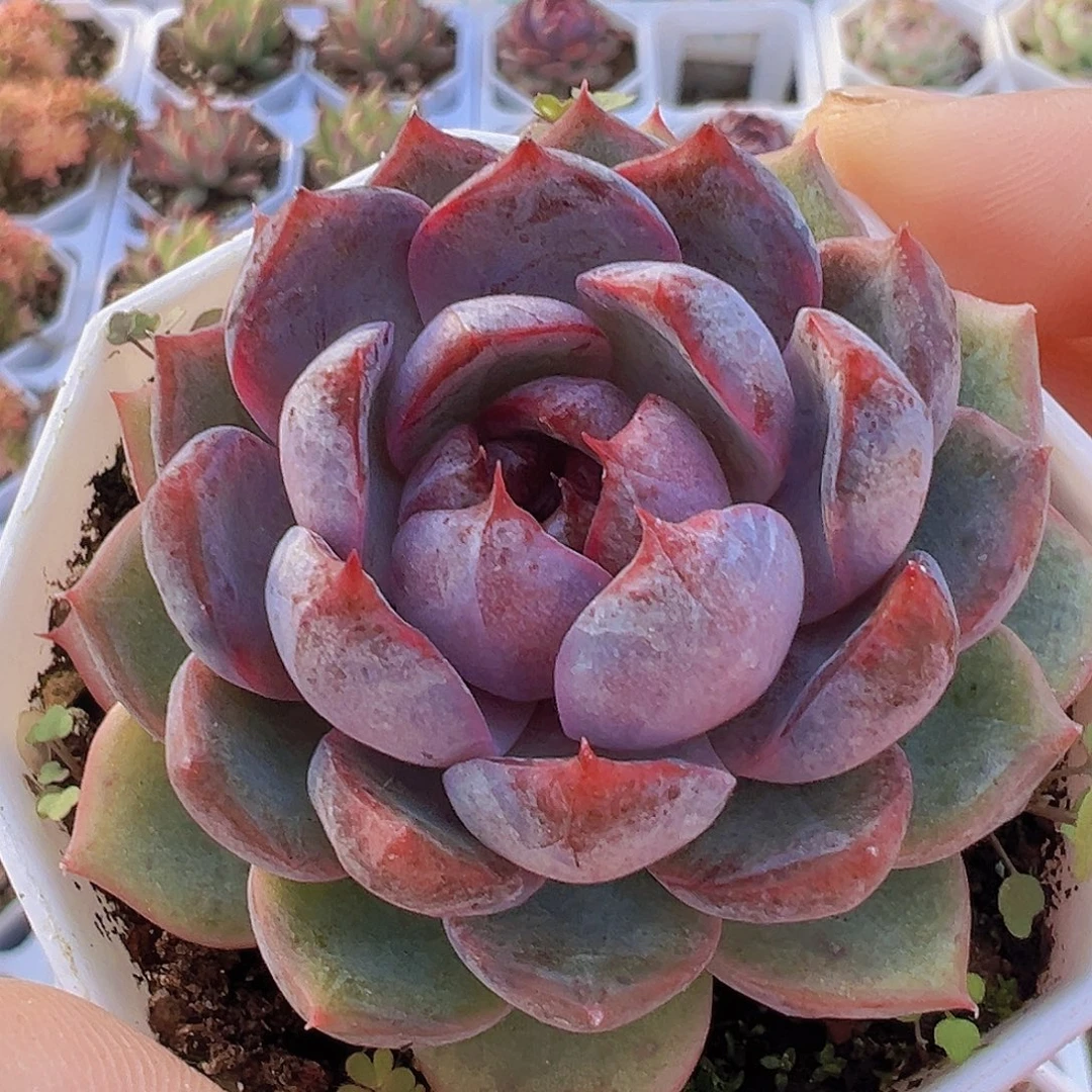 精品蓝莓19包邮多肉