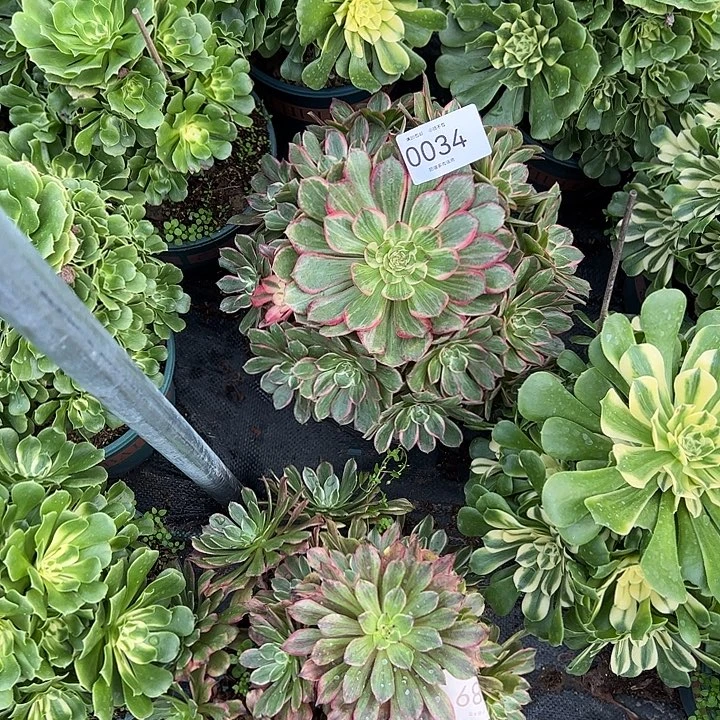 玫***约0034莲花座多肉植物