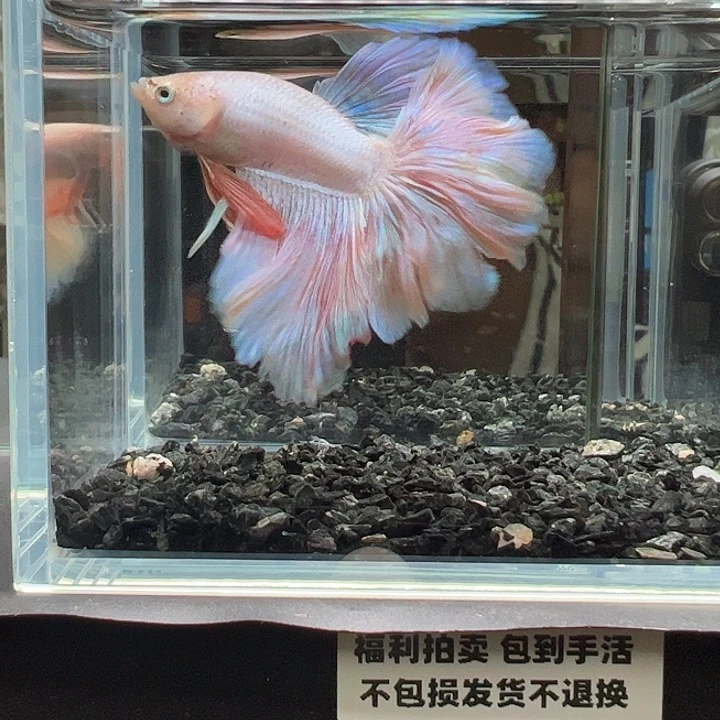 斗鱼竞拍跑单拉黑22日108
