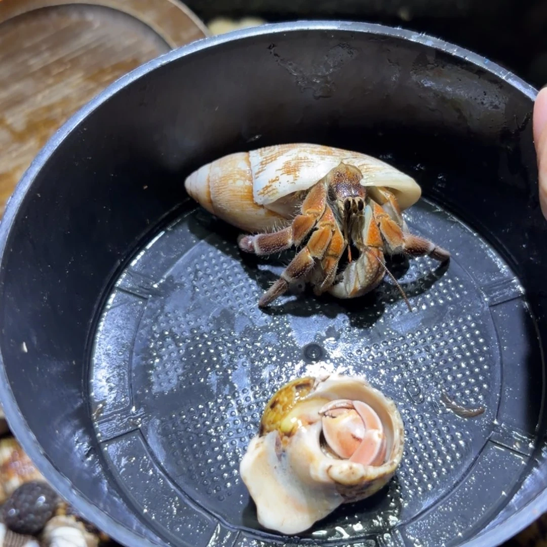 活体寄居蟹 不退不换 22