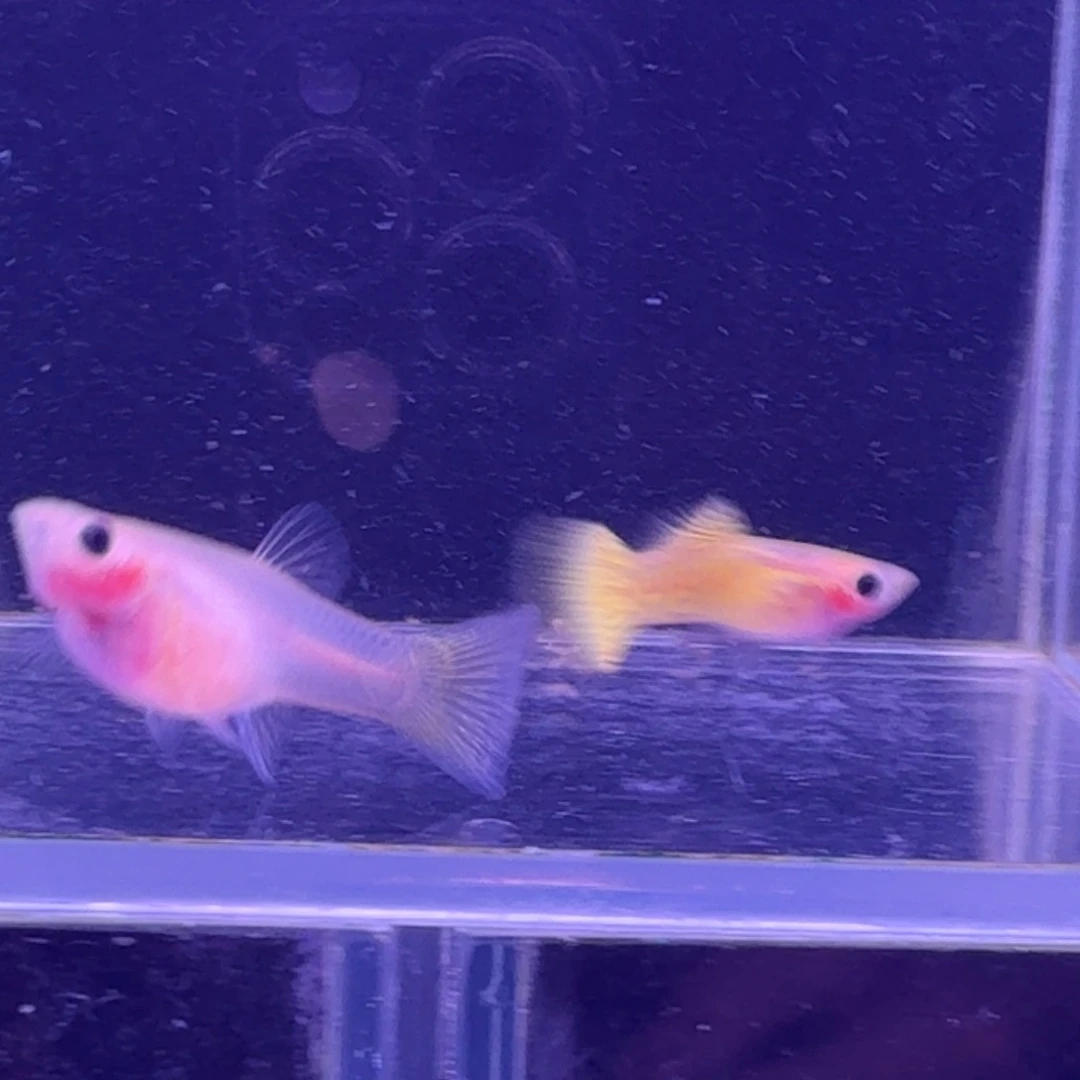 孔雀鱼黄金蕾丝玻璃猫