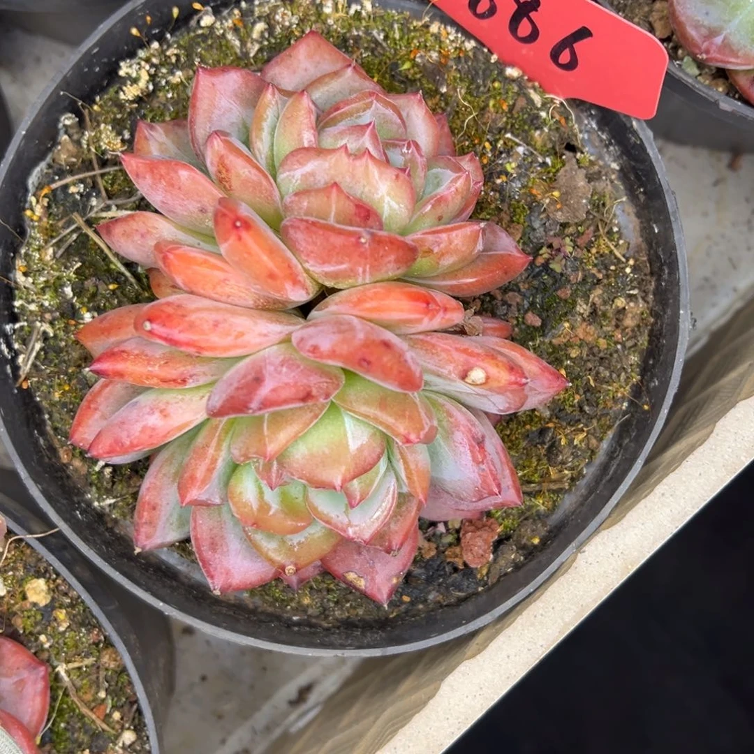 M***t886红//////////////////