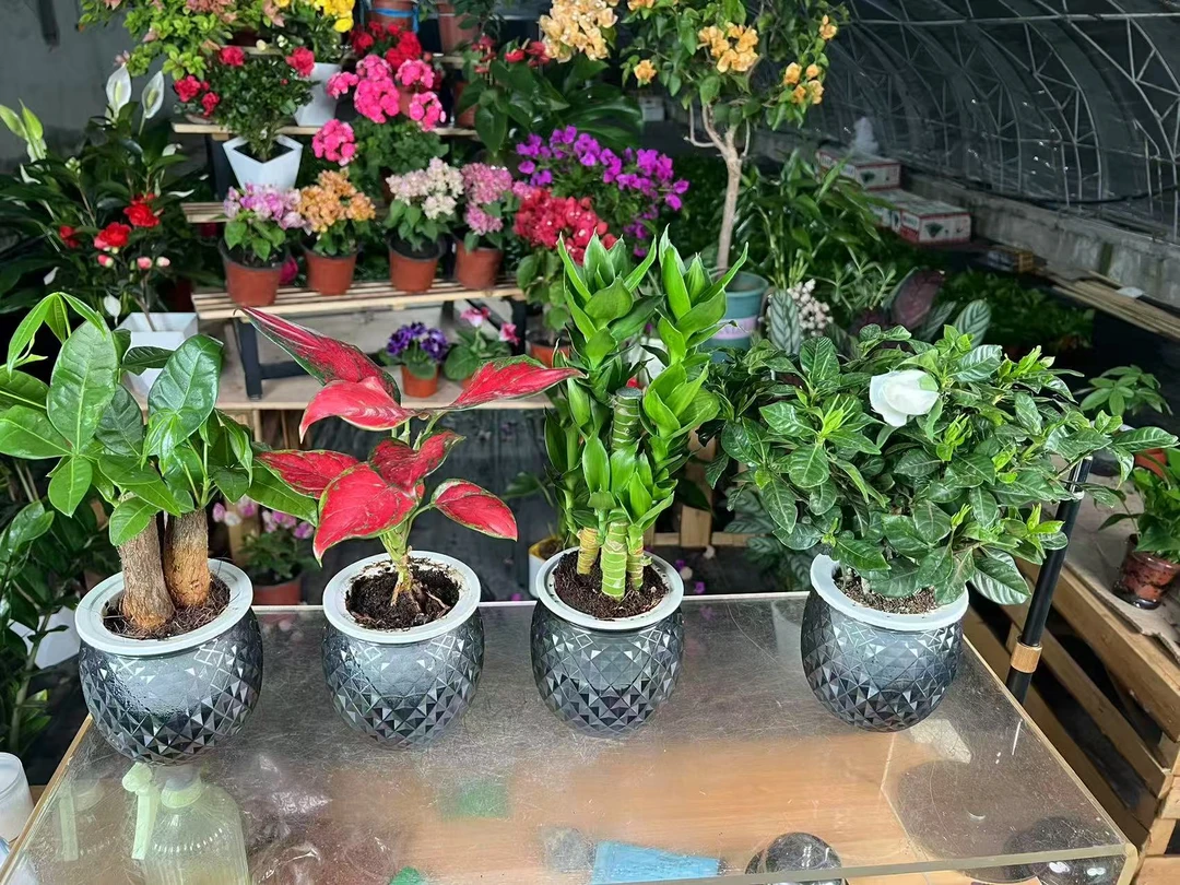 （新疆包邮）水培四件套桌面绿植净化空气好养