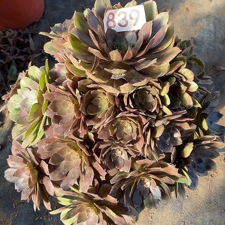 千面男爵839多肉不包断