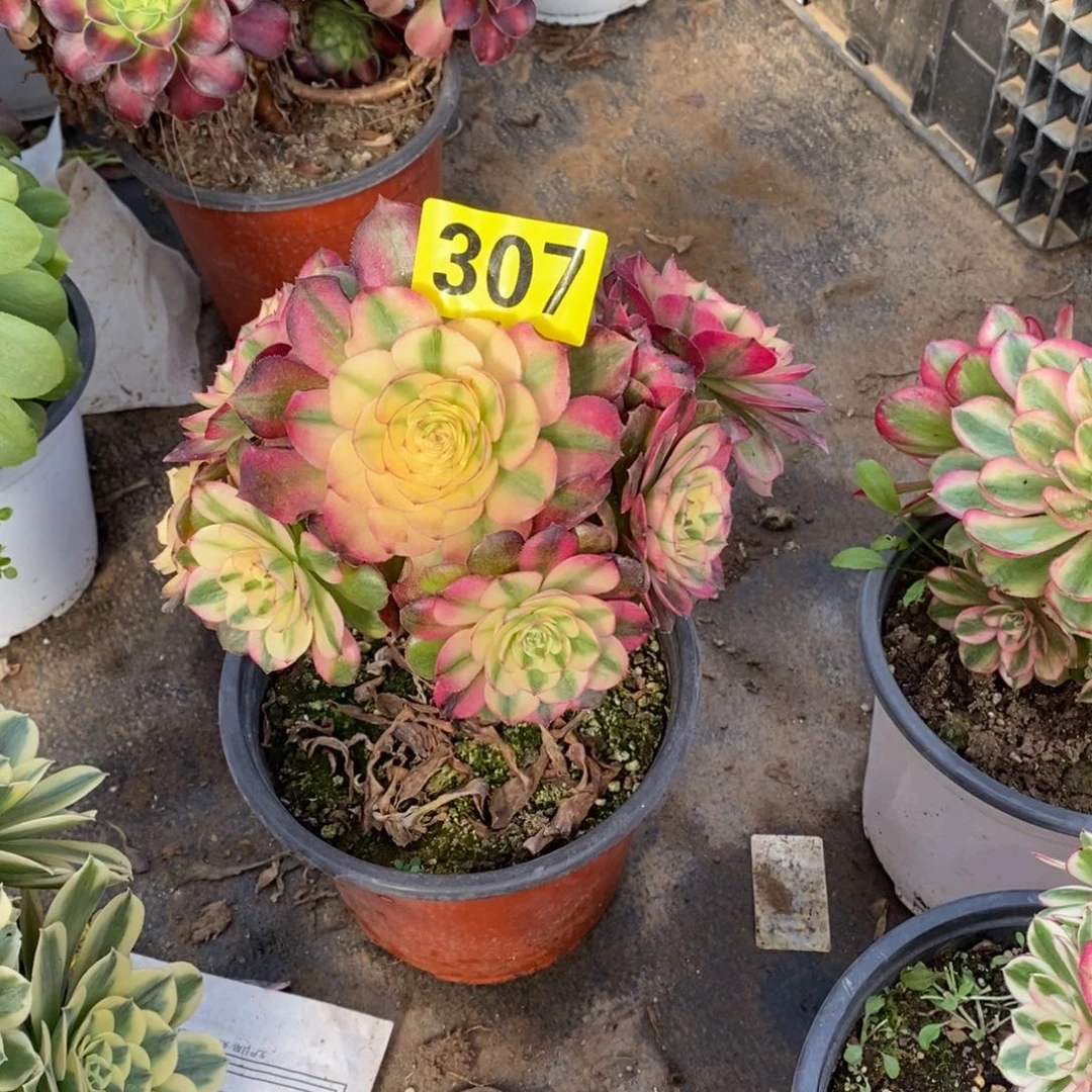 青城多肉法师307