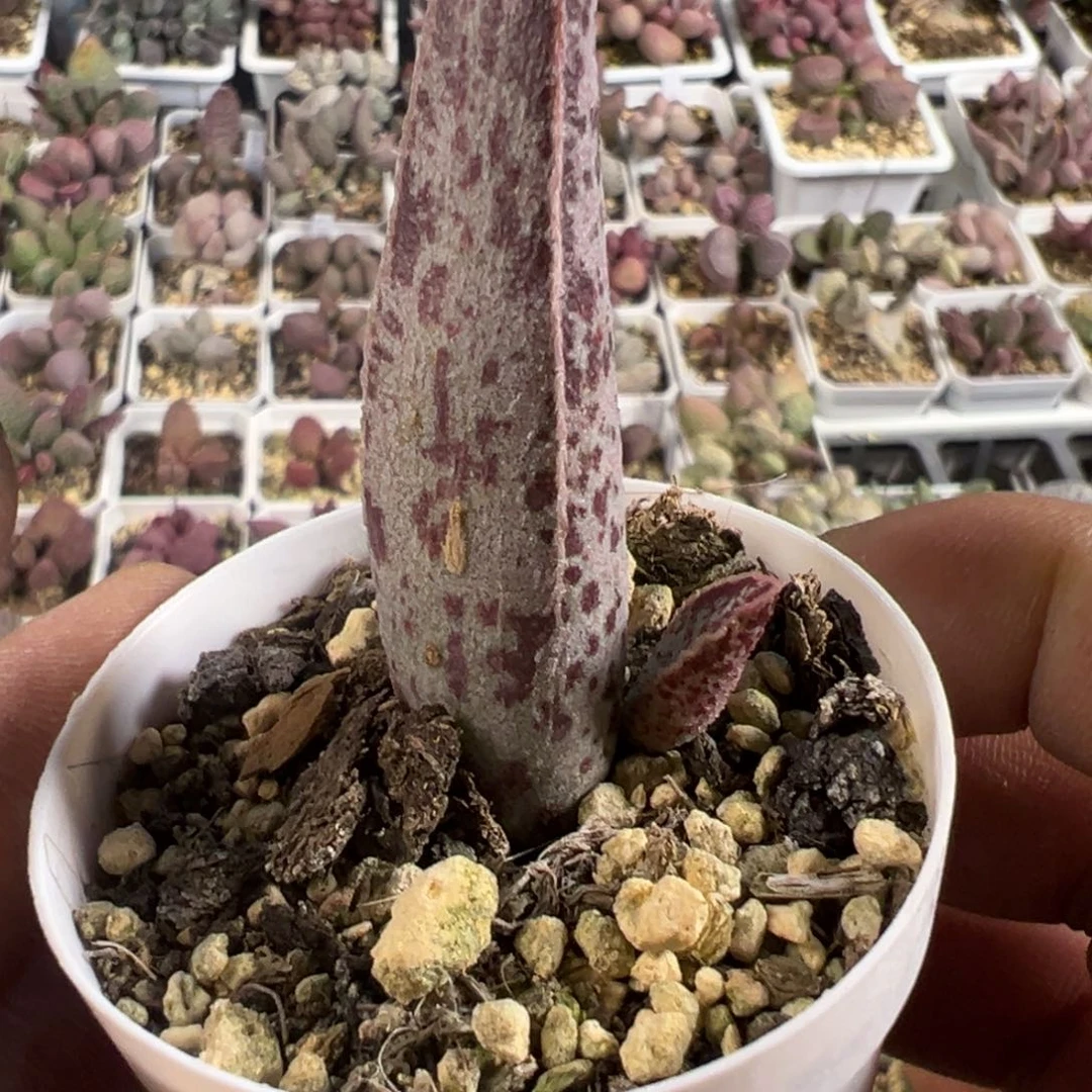 超大电线杆子新品多肉植物