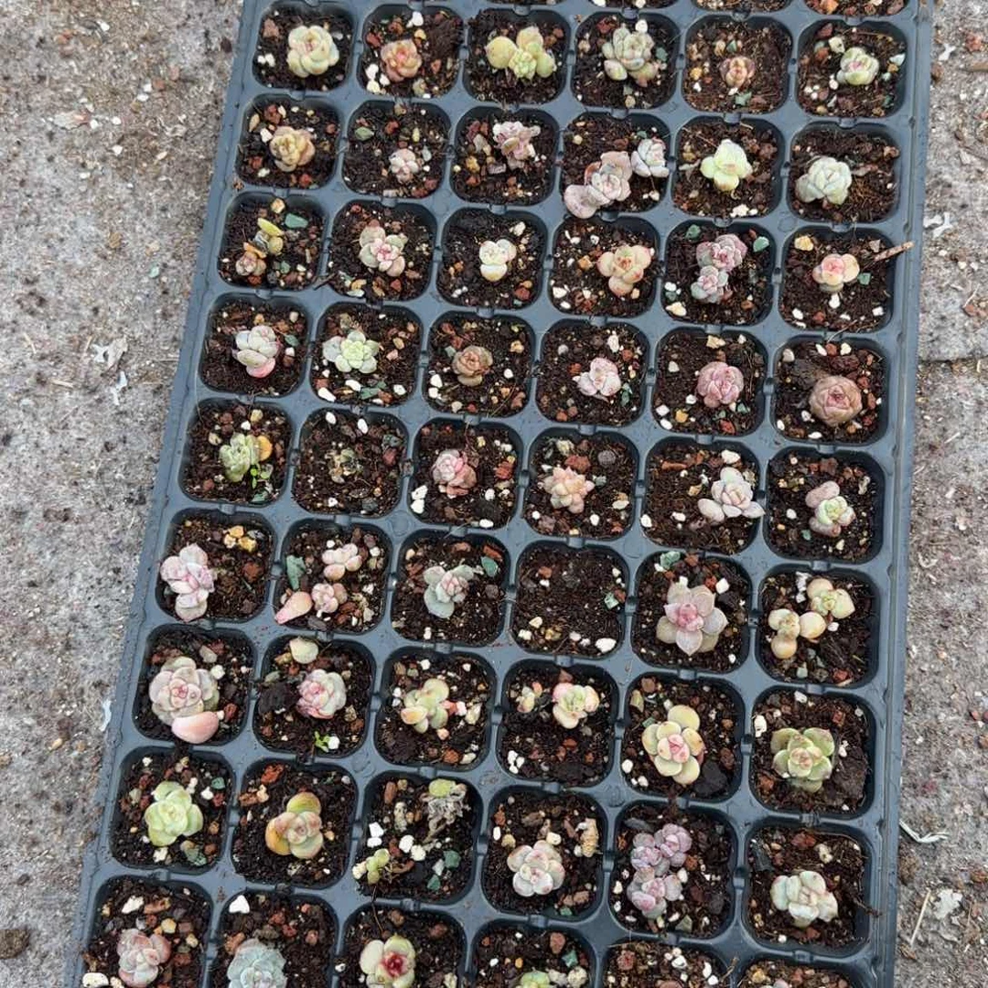 L***K多肉小卡拉米糖心一物一拍