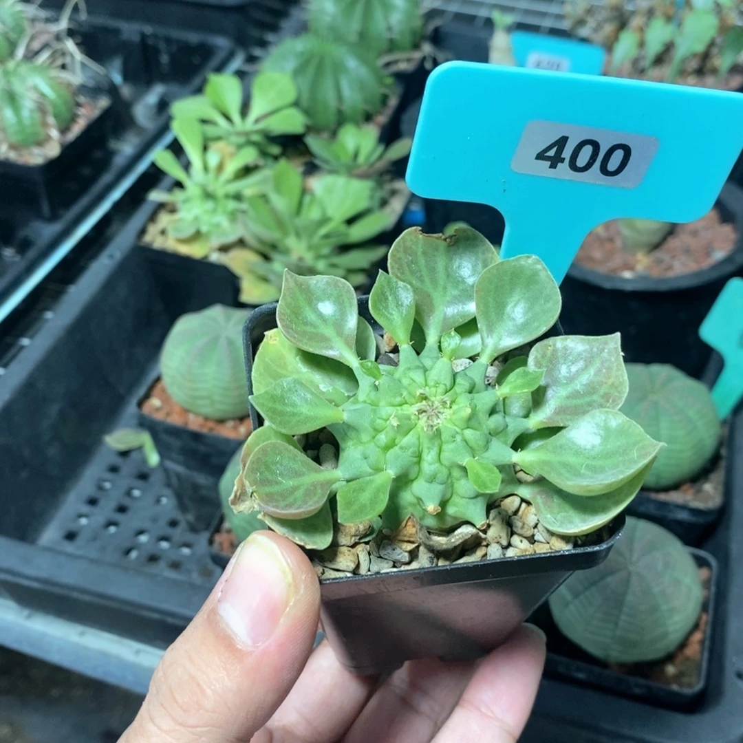 塔松大戟多肉植物