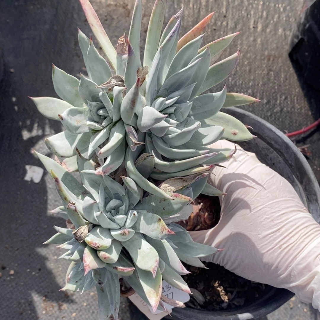 77号苹果叶瑕疵瑕疵