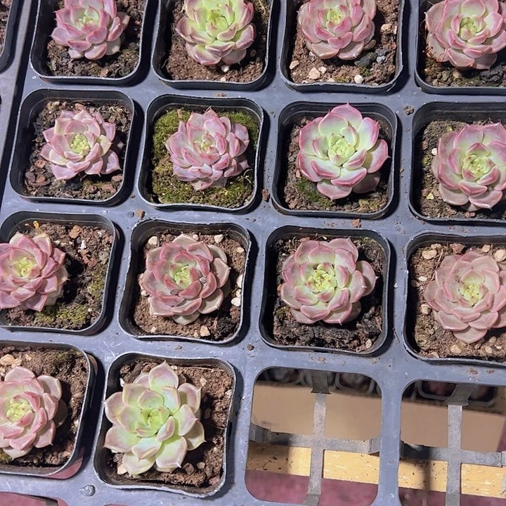 神迪精品多肉植物