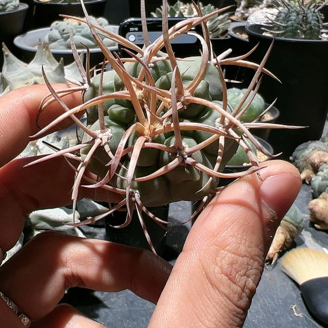 T****u实生守金 摩天龙