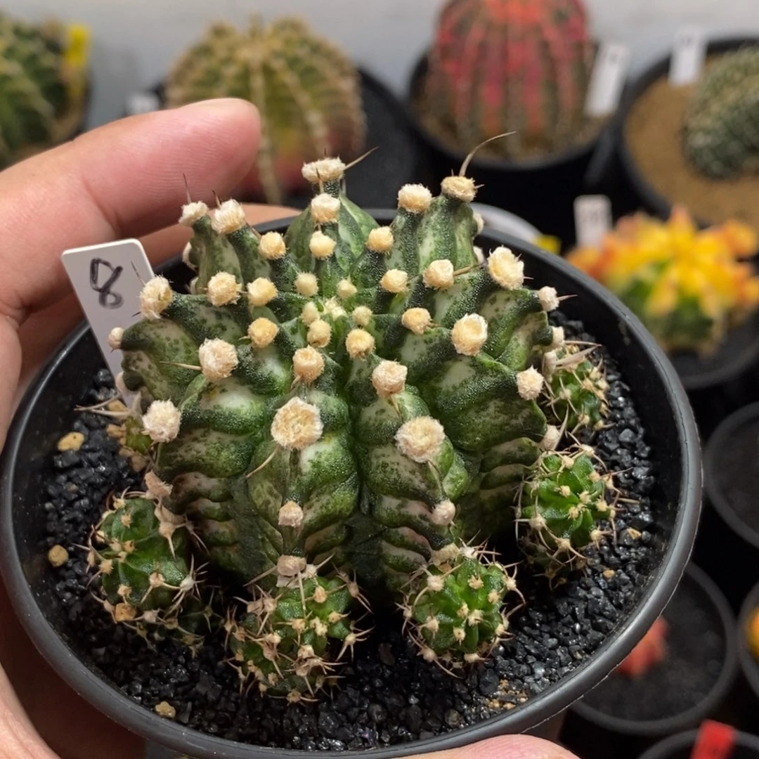 高绒肋骨海神—带盆土发货6