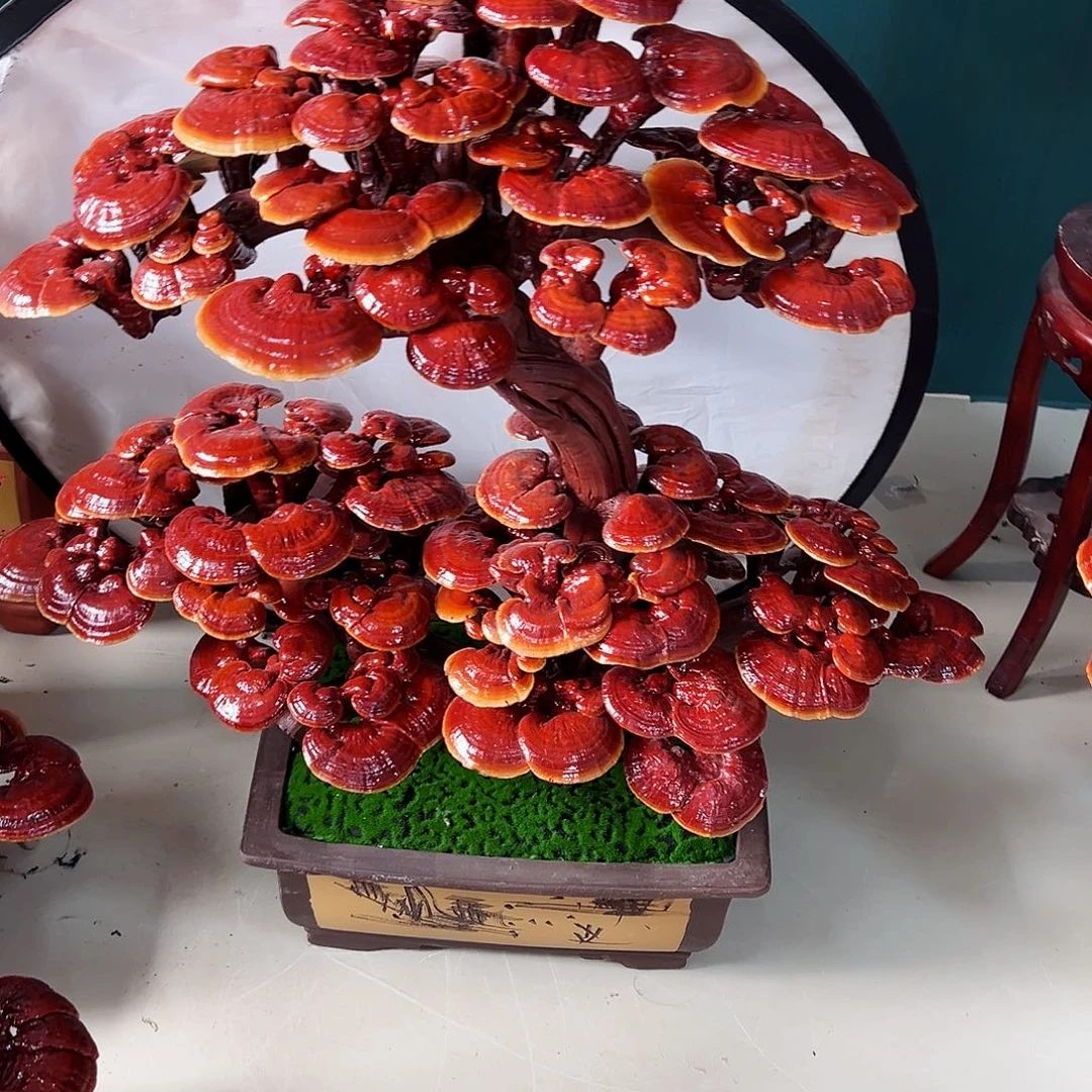 【闪购商品】无花朵