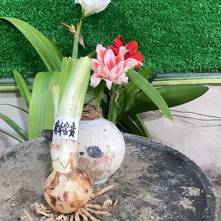 全部花朵荣华富贵开播福利
