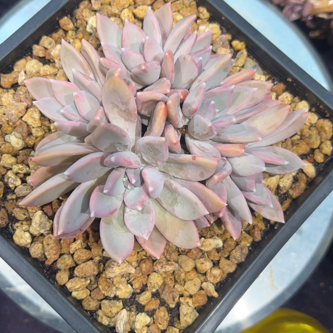 子*多肉植物多肉植物