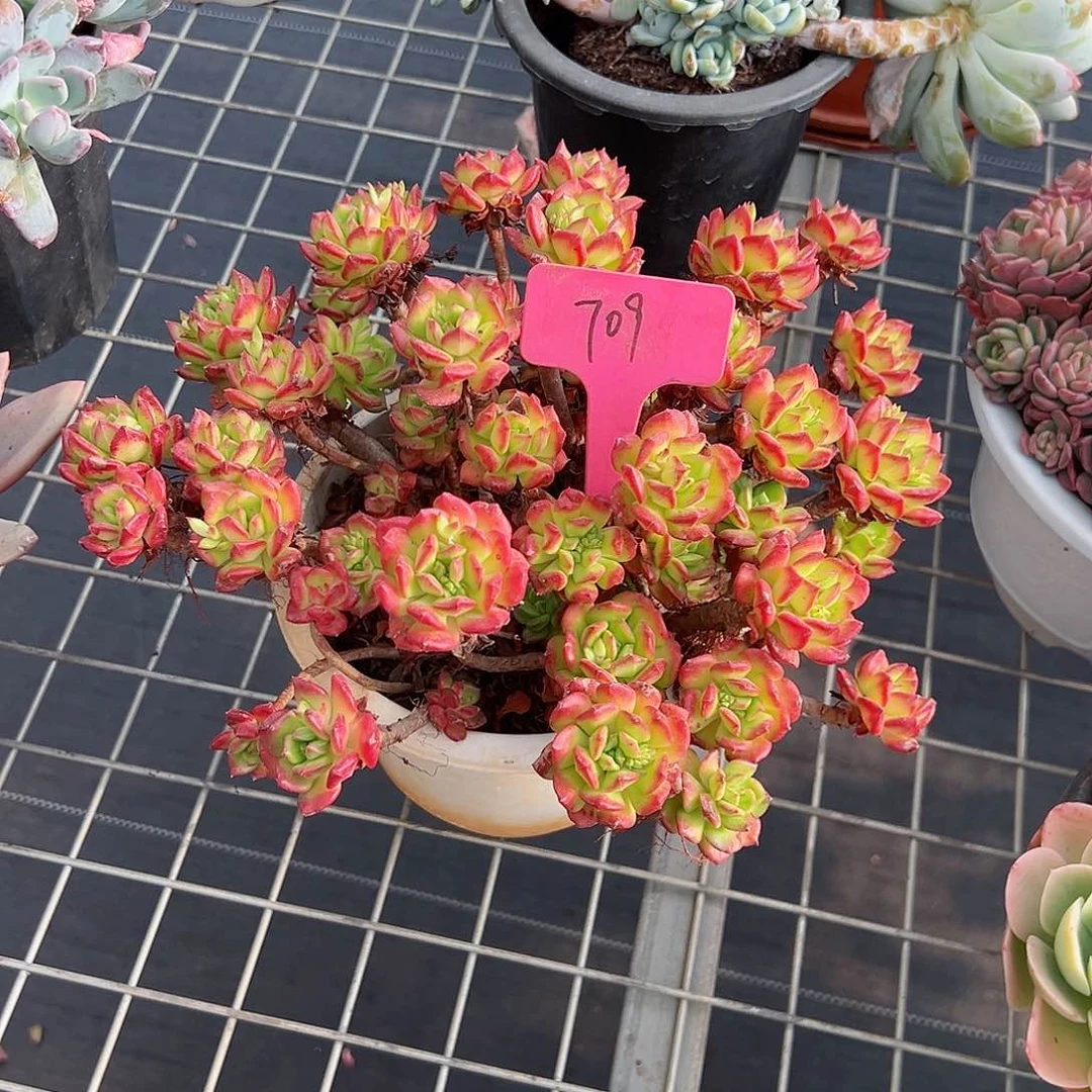 黑****圈709红灯笼多肉植物