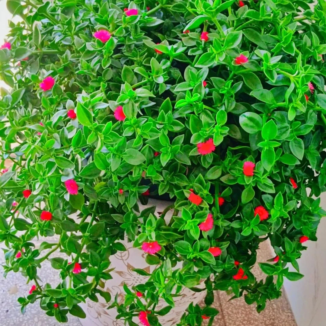 牡丹口红吊兰盆栽垂吊植物室内室外绿植净化空气四季开花好养