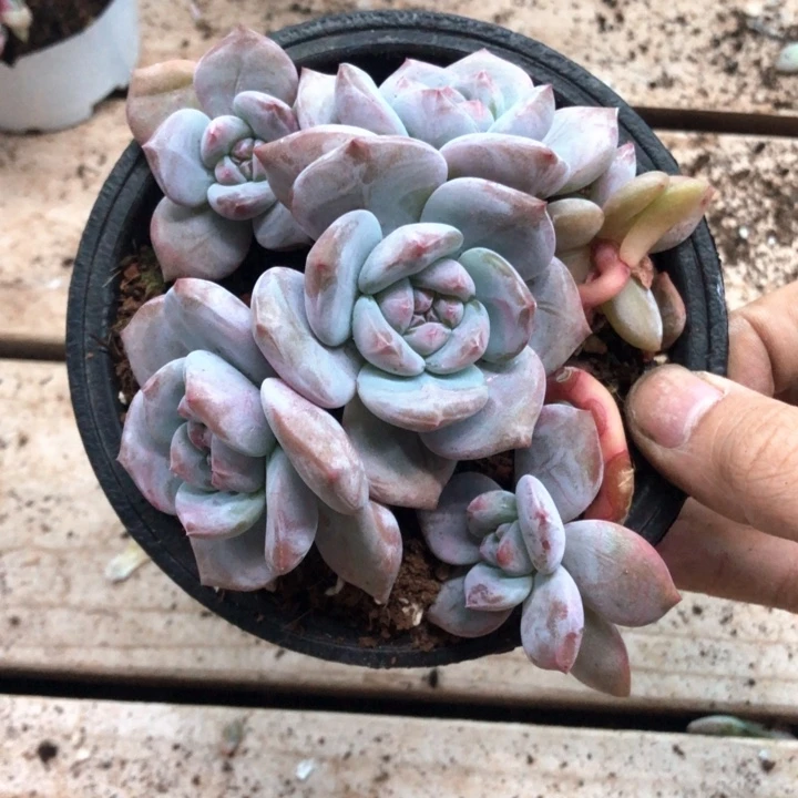 星影石榴籽福利出