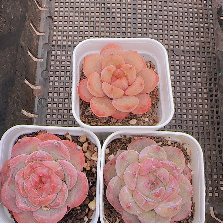 花时光精品多肉。       15