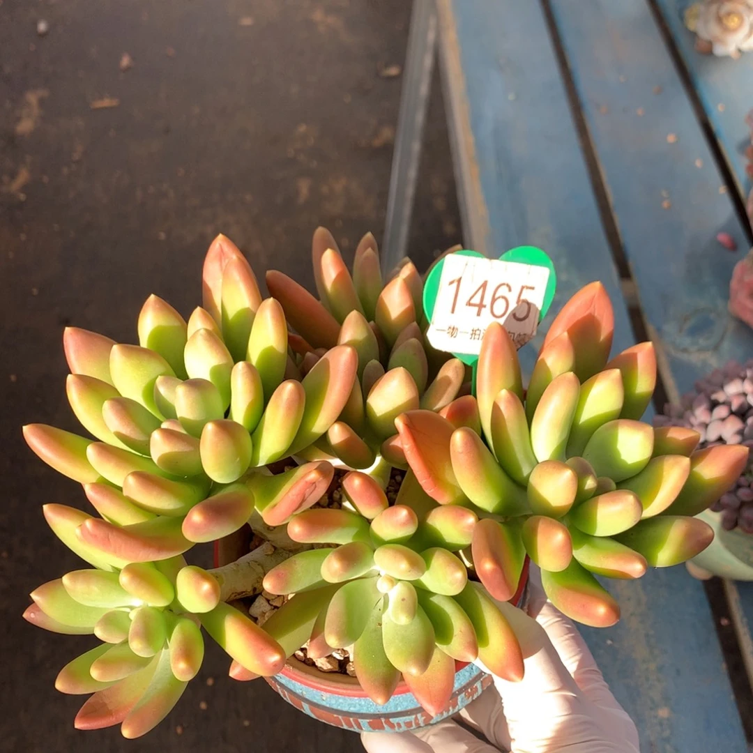 金蝉老桩无砍一物一拍1465