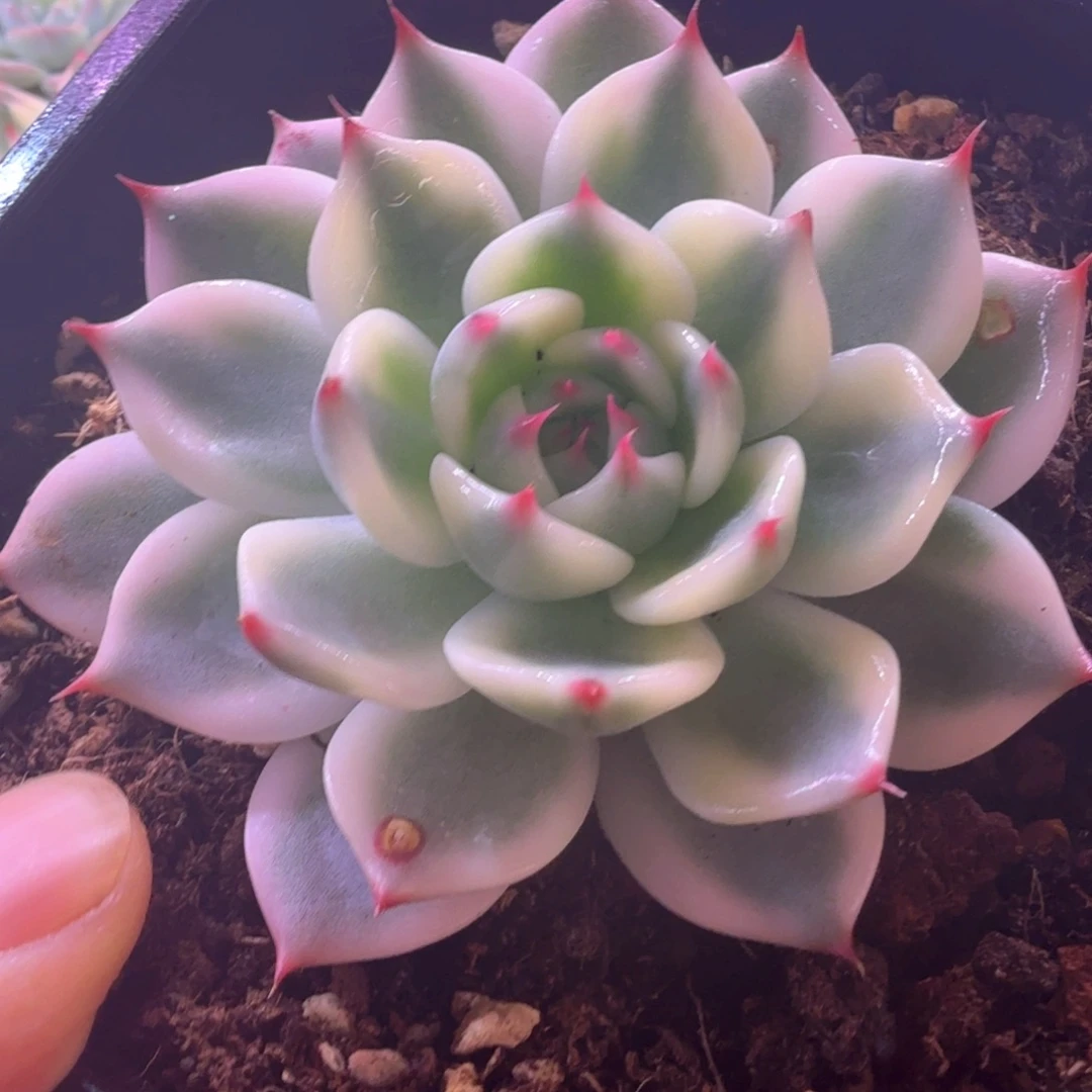 吉娃娃锦 多肉植物锦