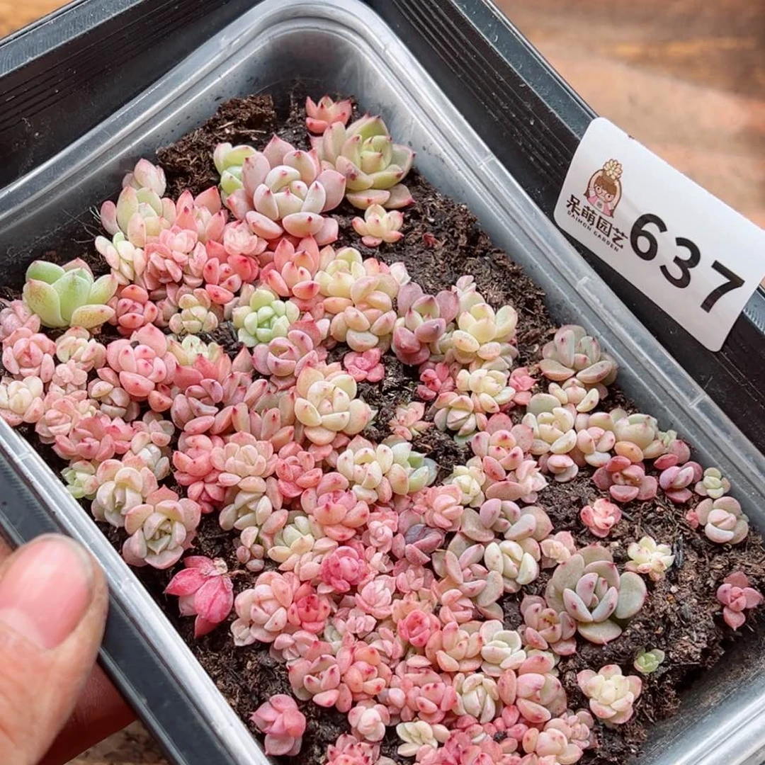 多肉植物多肉植物