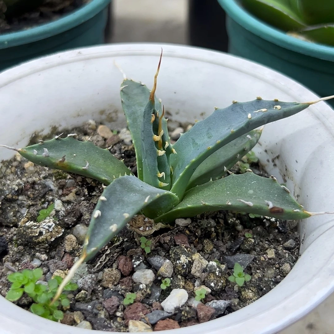 eb妖炎一物一拍偏远不包邮不退不换