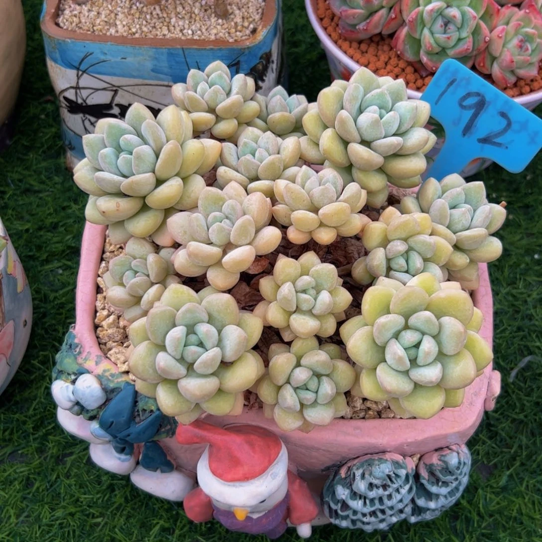 贝平头手捧花泡泡糖