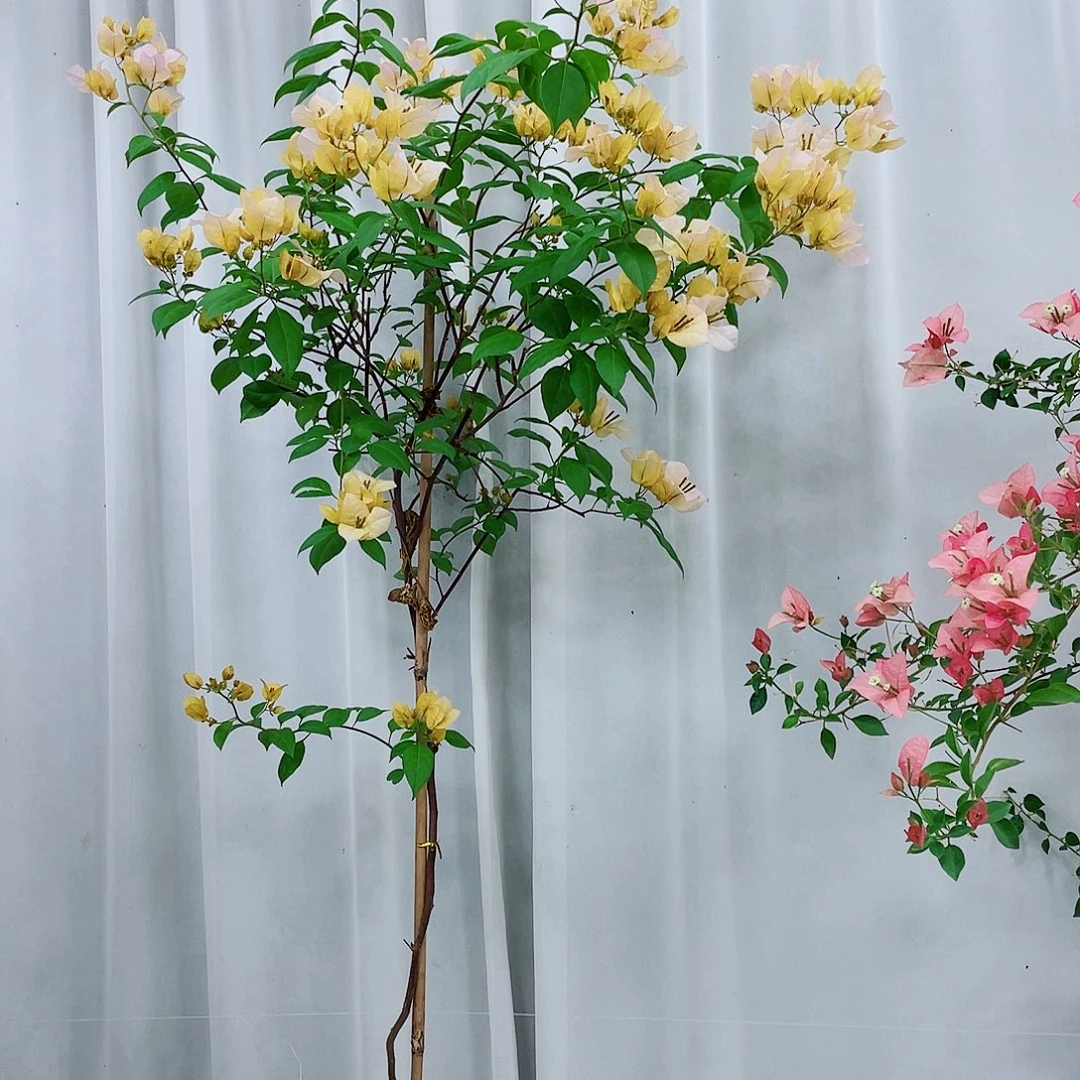 完全开放黄女郎是