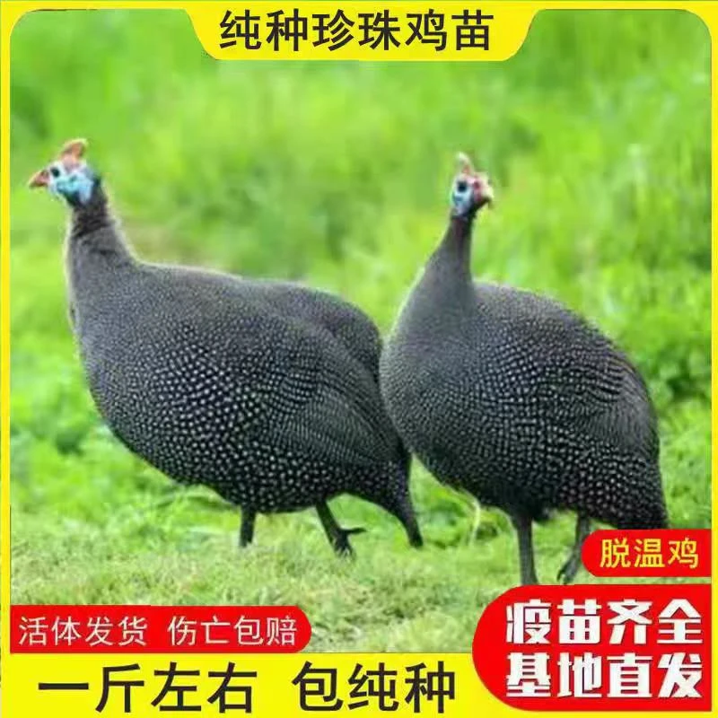 珍珠鸡 长大可产蛋 可吃肉 一斤左右发货 试养3天 宠物鸡