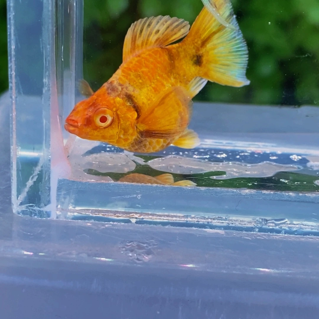 孔雀鱼燕尾金虎一对