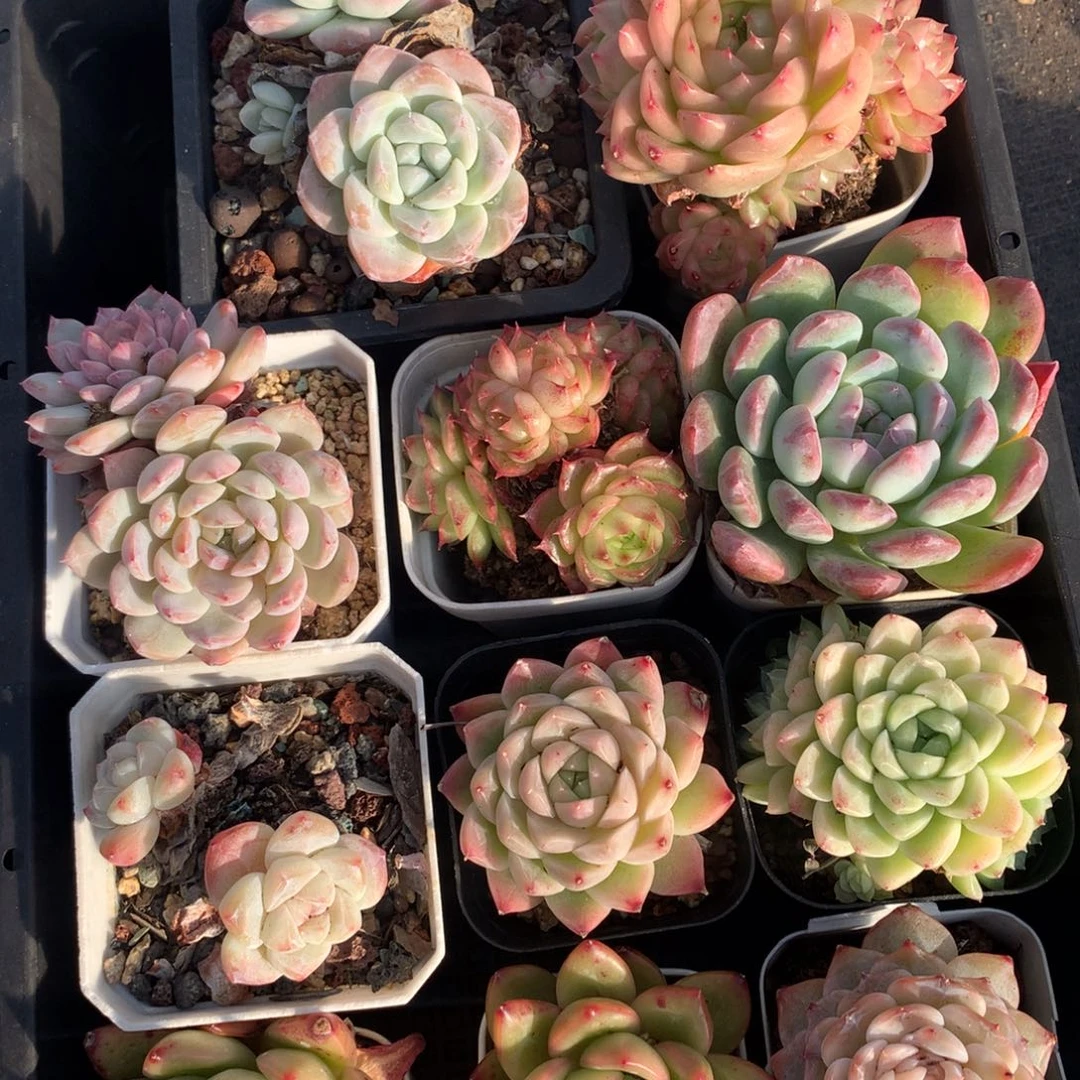 1209-47 套餐一组