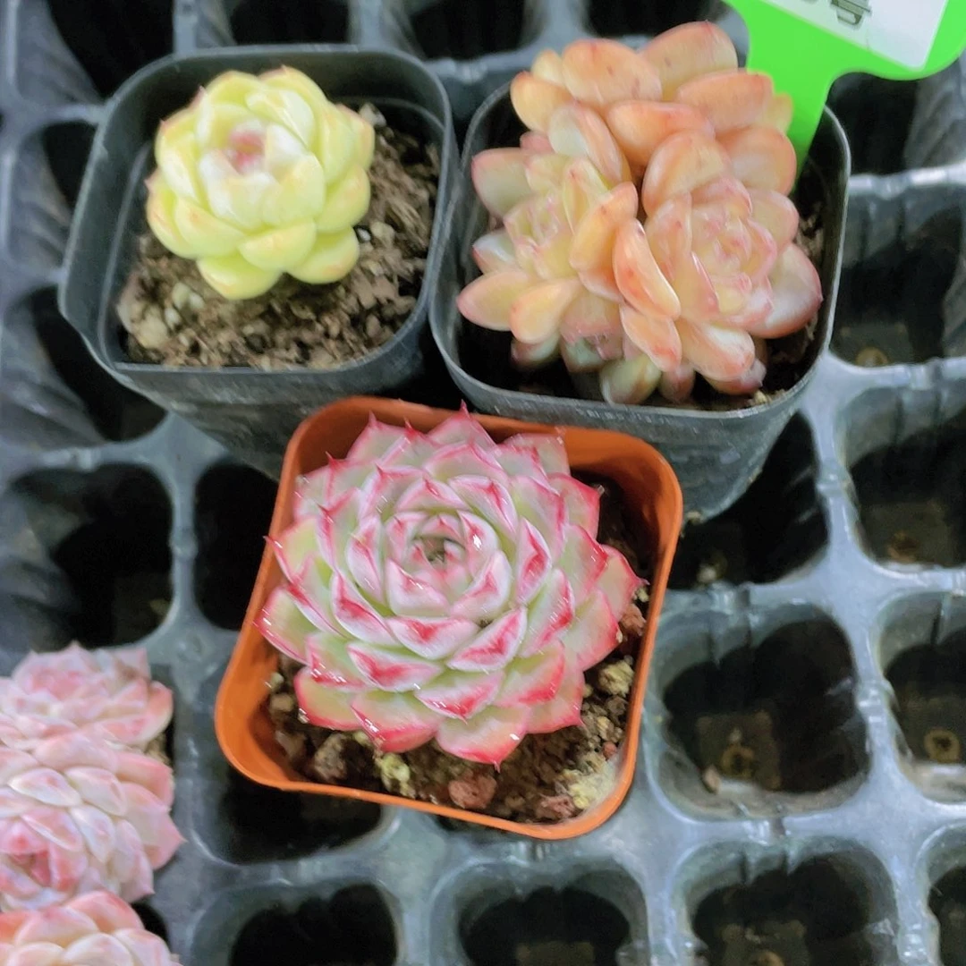 933号 捡漏美肉麦秆加女王加星星珍妮