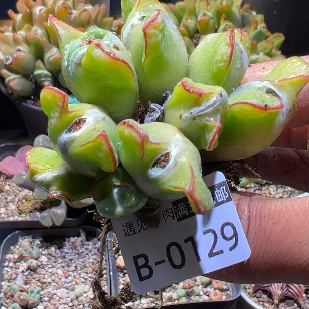 多肉植物11111111111111