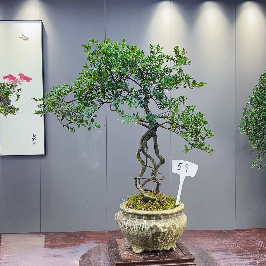 洪*海岛榄叶栀子花