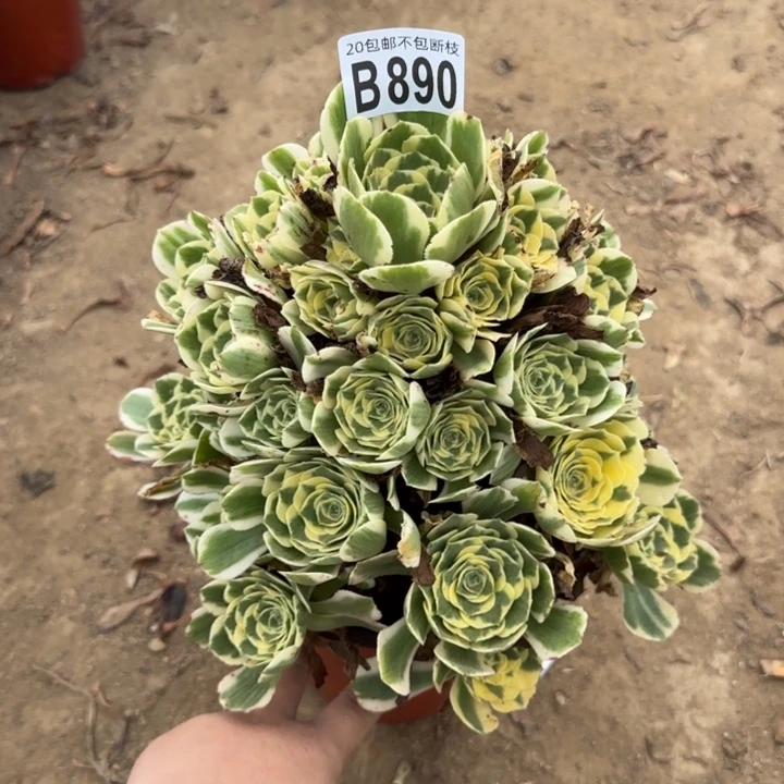 迈巴赫……多肉植物……