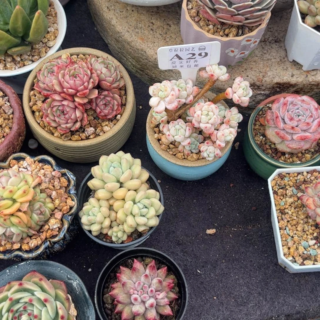 兰多肉植物11111