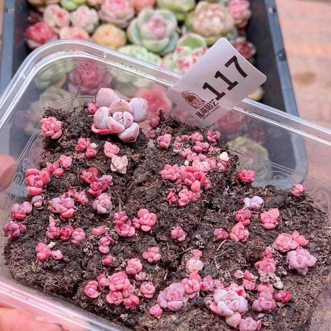 多肉植物多肉植物