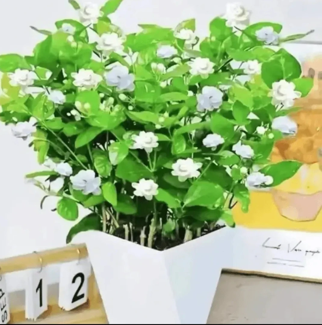 【送白色菱形盆】四季开花重瓣浓香型茉莉Mt