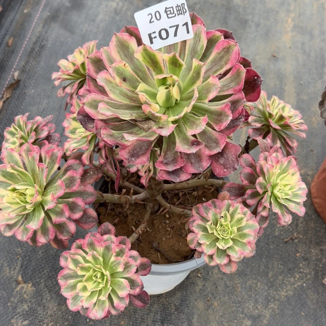 071红铜白，满20包邮