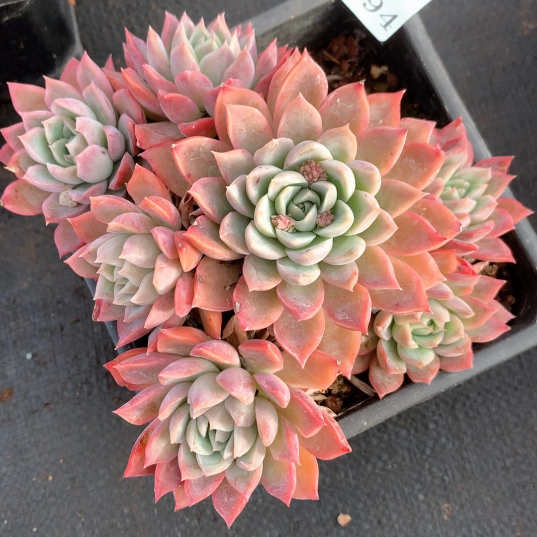 3694杂交多肉植物基地