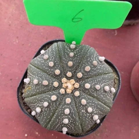 实生大星兜6仙人球