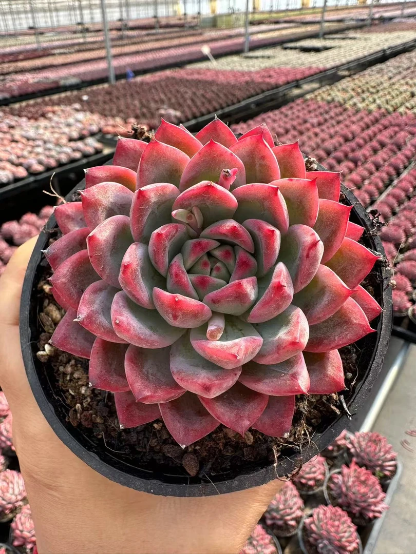 8#劳拉公主多肉植物        前男友精品多肉SM1079