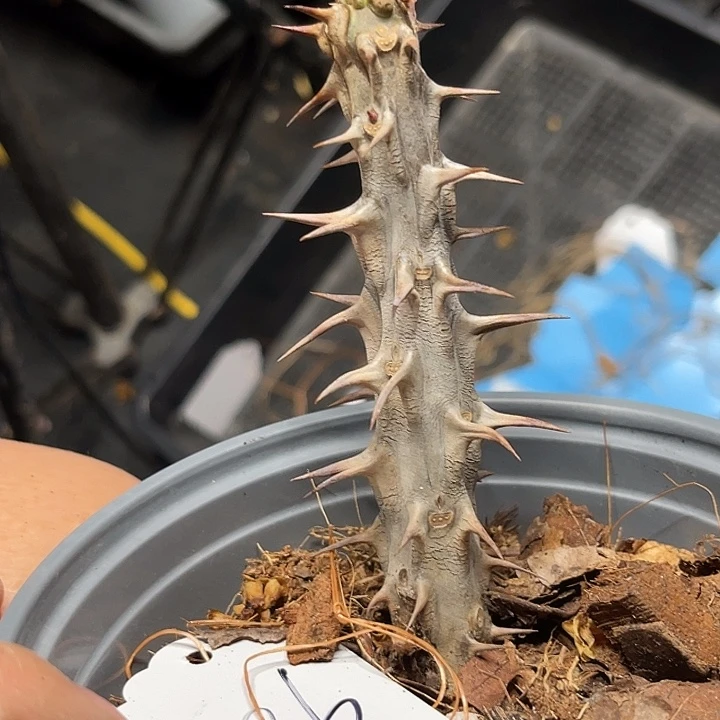 虎刺梅带根桃姬96号